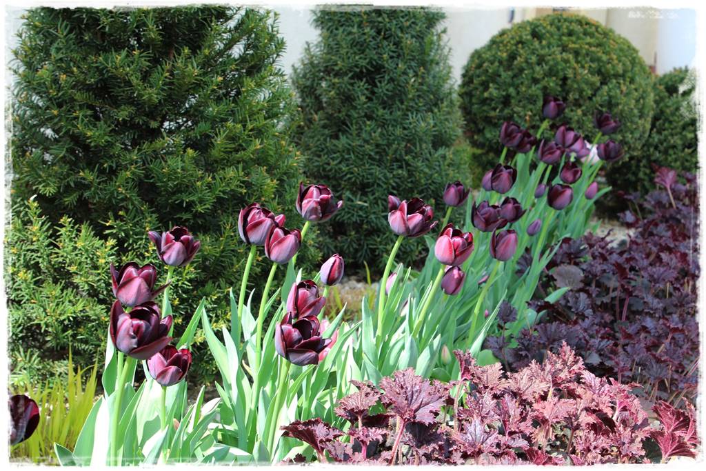 Tulipany w ogrodzie 5b
