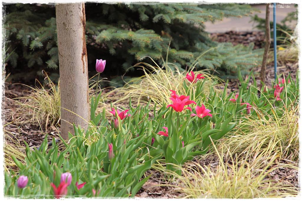 Tulipany w ogrodzie 5e