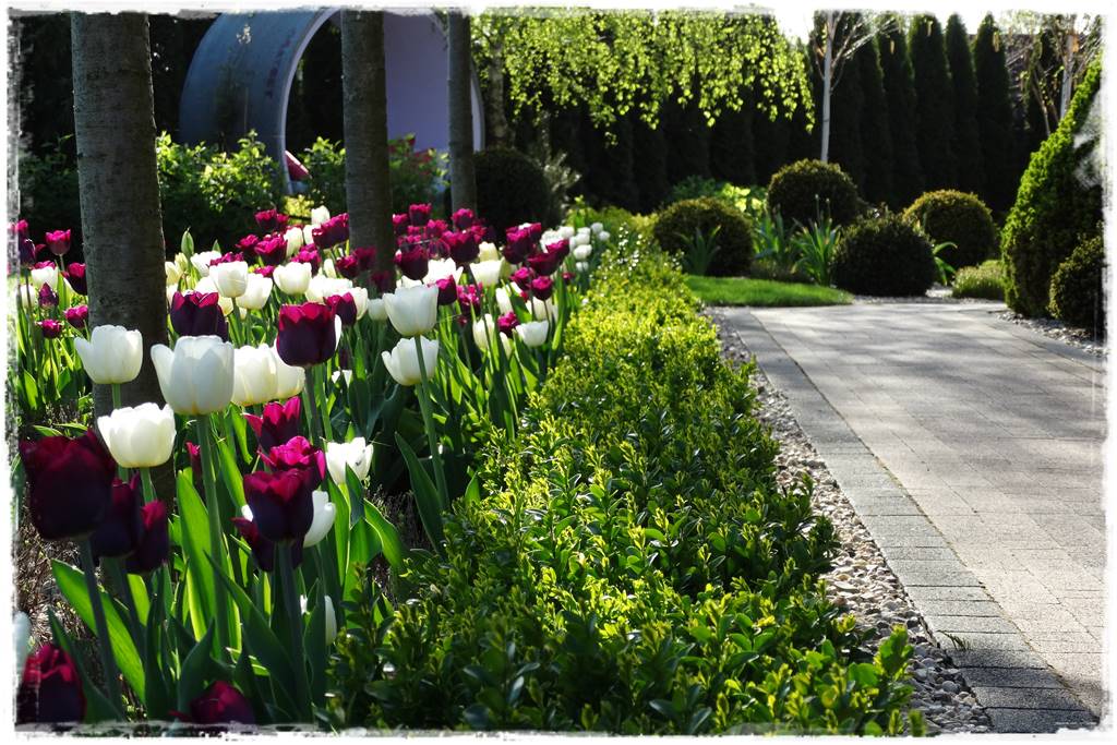 Tulipany w ogrodzie 5g
