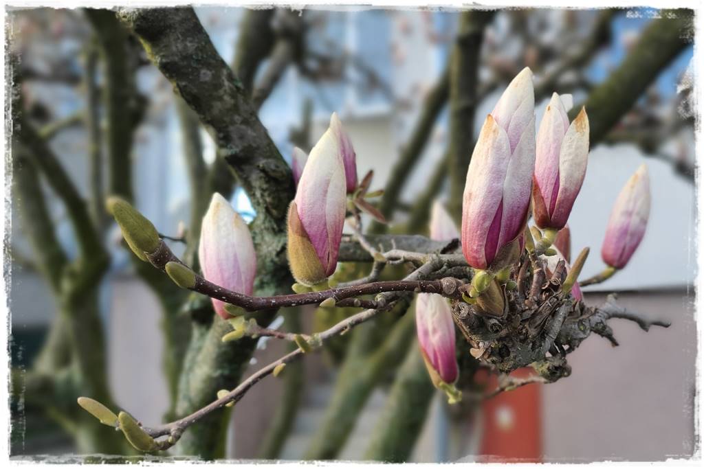 Magnolia w ogrodzie aranżacje 1