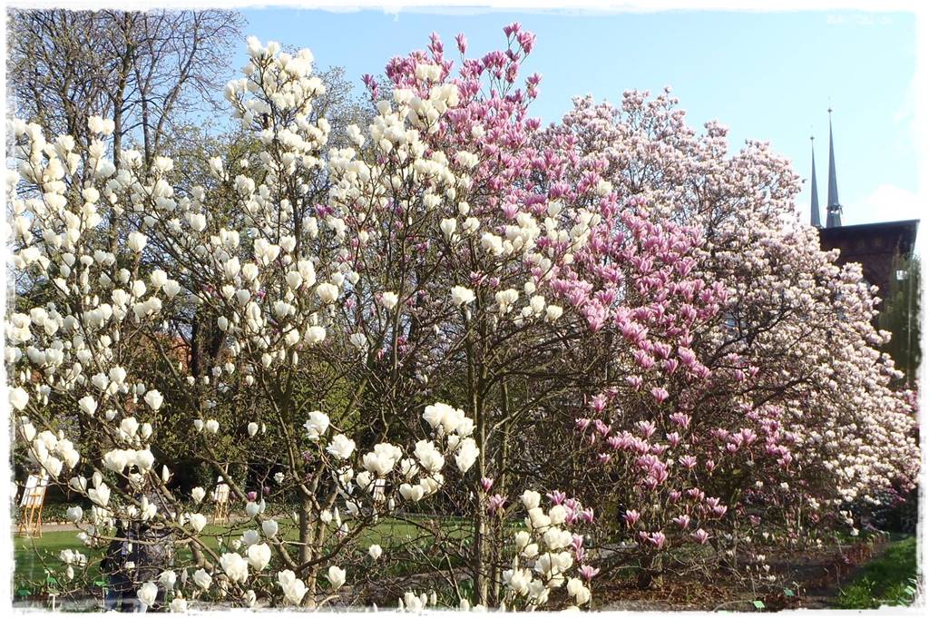 Magnolia w ogrodzie aranżacje 10