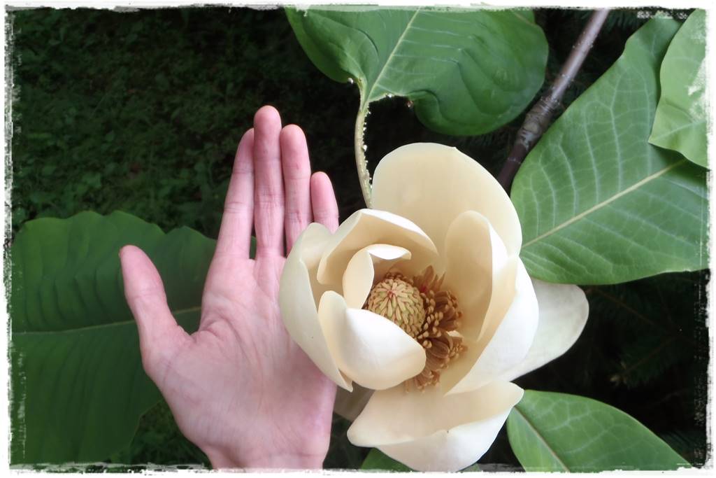 Magnolia w ogrodzie aranżacje 11a