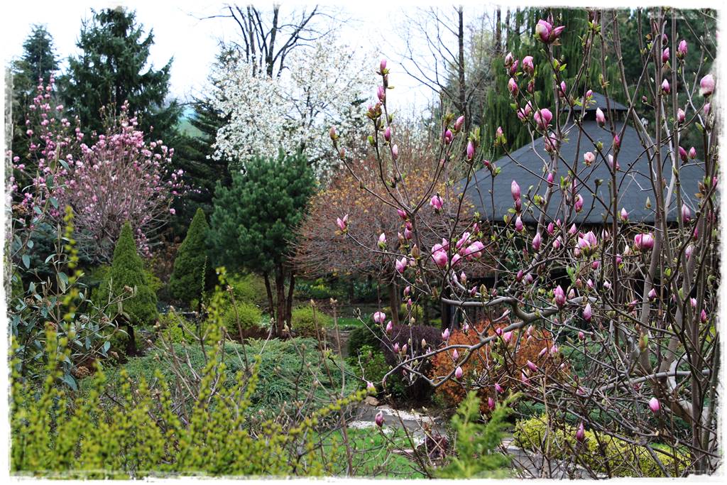 Magnolia w ogrodzie aranżacje 1a