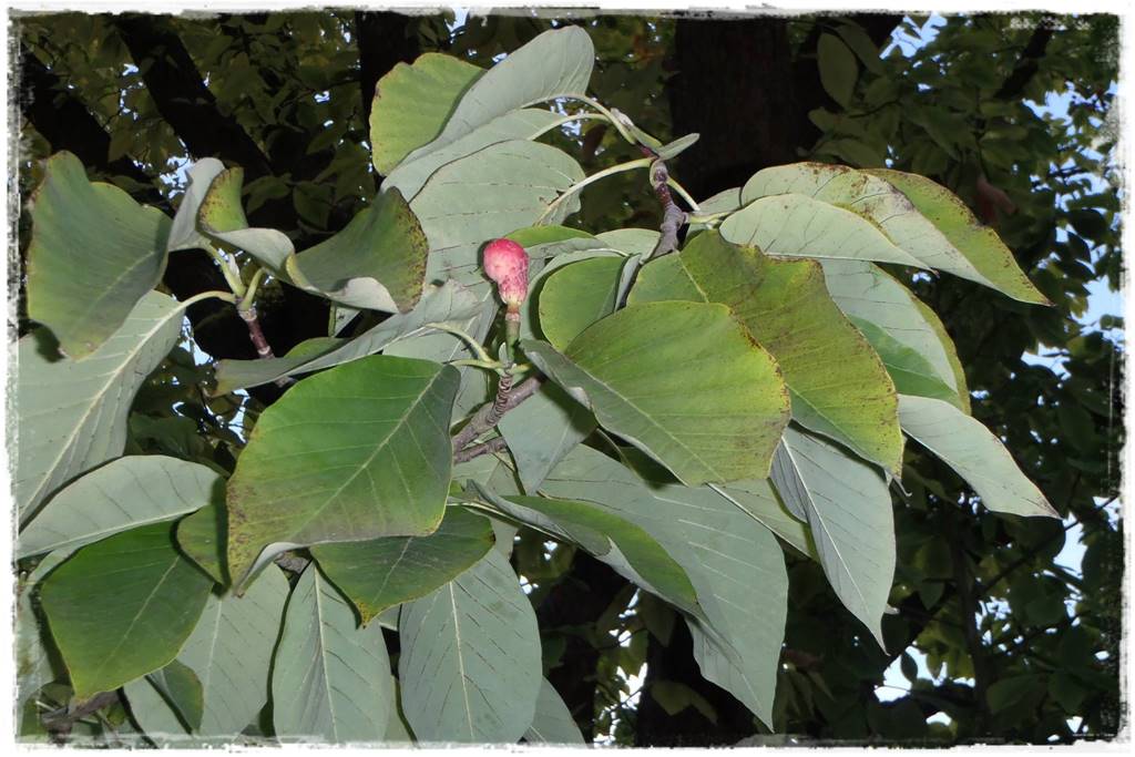 Magnolia w ogrodzie aranżacje 1d