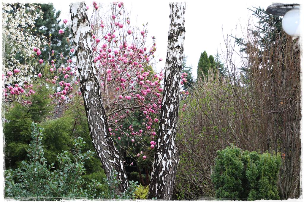 Magnolia w ogrodzie aranżacje 2a