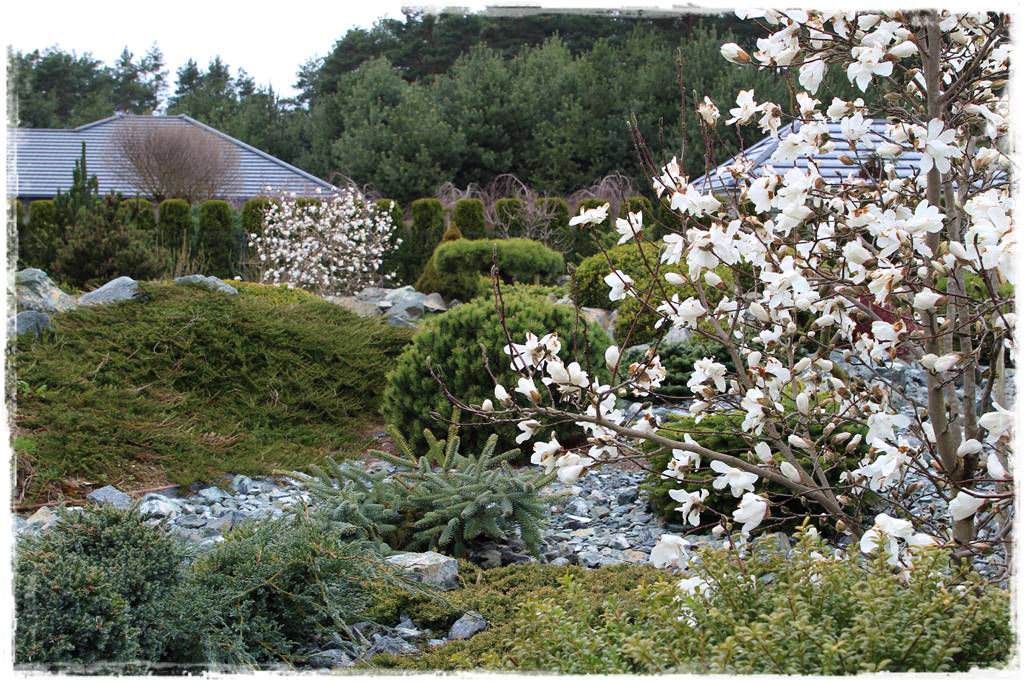 Magnolia w ogrodzie aranżacje 3