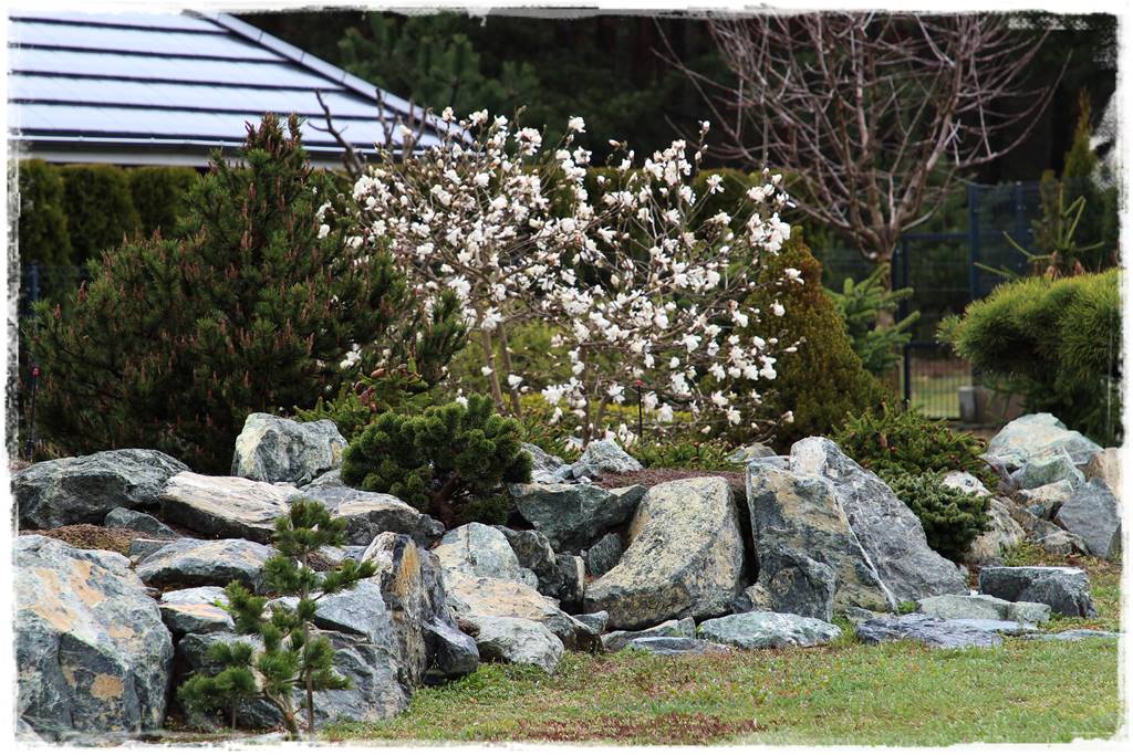 Magnolia w ogrodzie aranżacje 3a