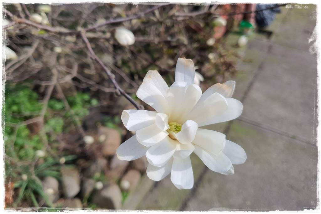 Magnolia w ogrodzie aranżacje 3b