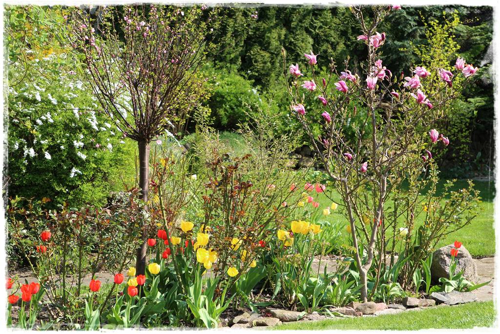 Magnolia w ogrodzie aranżacje 5a