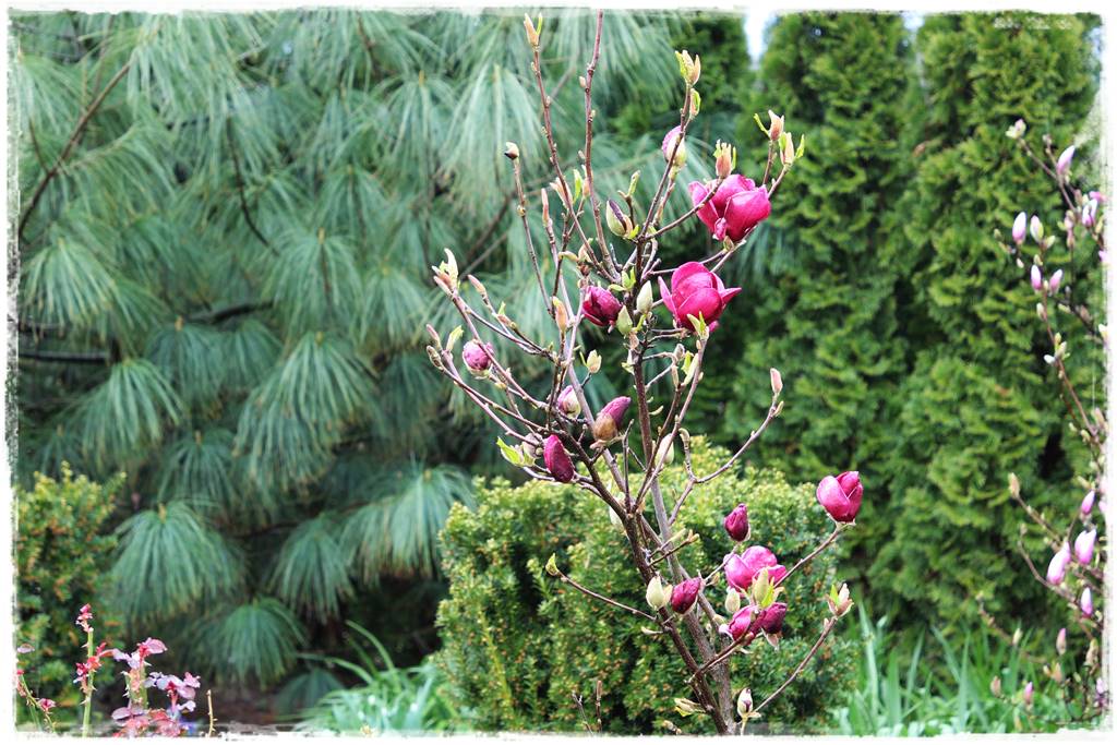 Magnolia w ogrodzie aranżacje 7