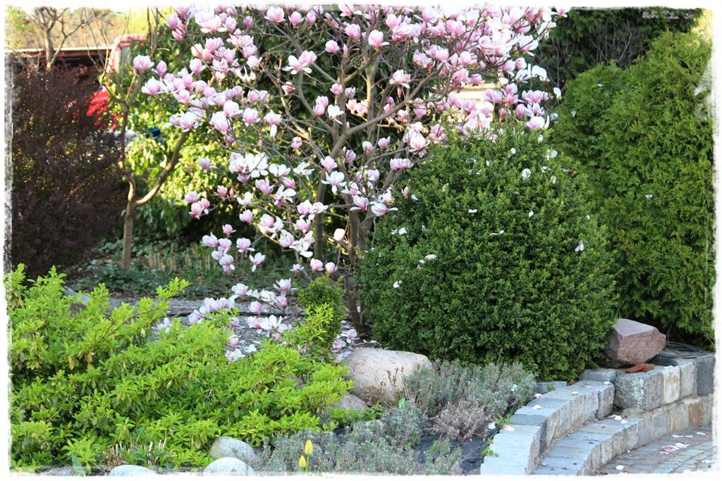 Magnolia w ogrodzie aranżacje 8