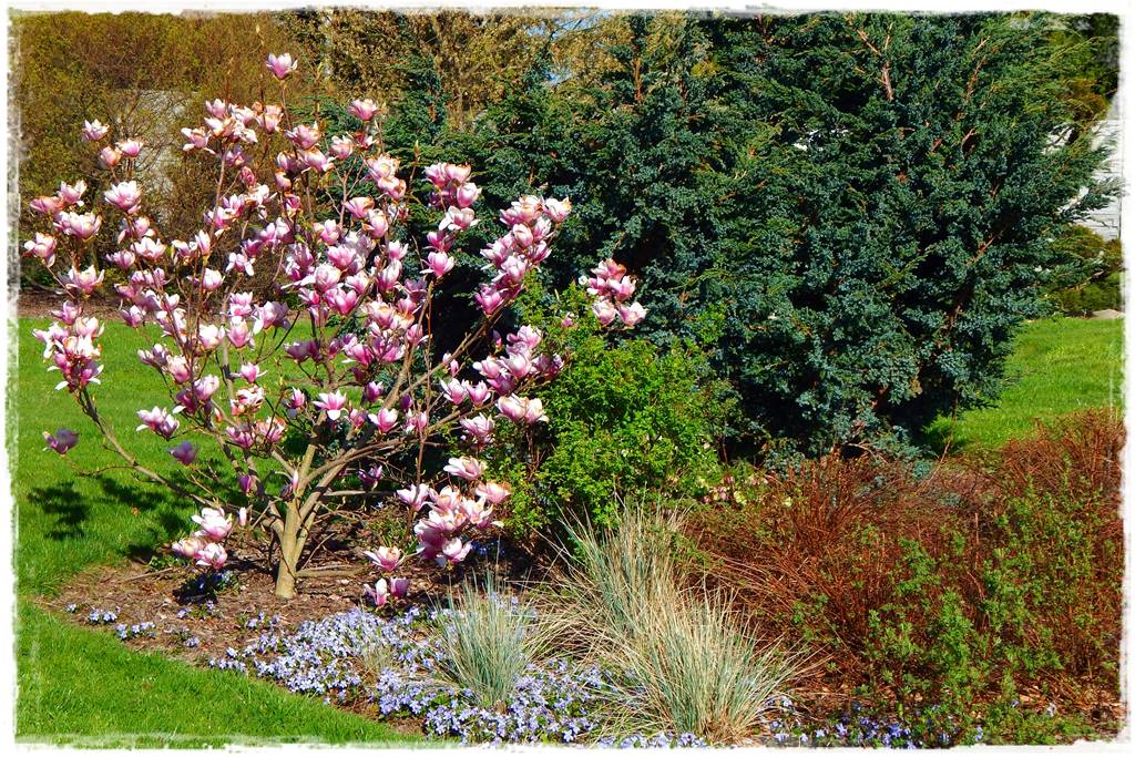 Magnolia w ogrodzie aranżacje 8a
