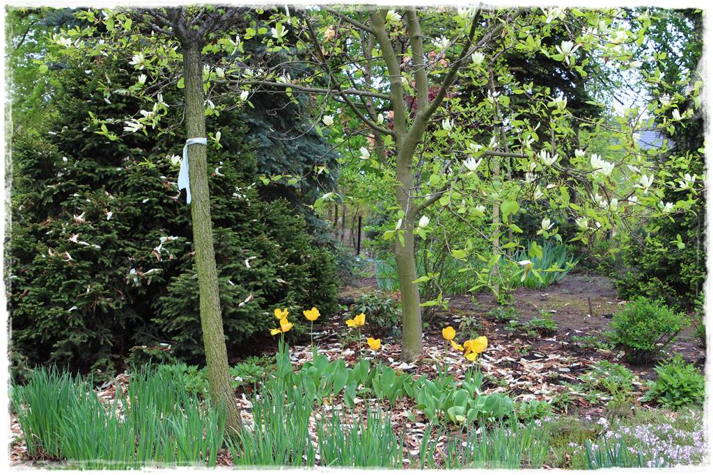 Magnolia w ogrodzie aranżacje 9a
