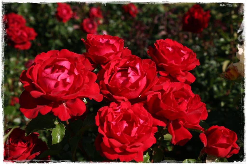 Róże rabatowe 3