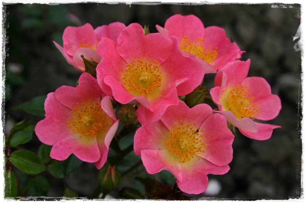 Róże rabatowe 4b