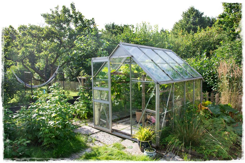 Lush,Green,Garden,With,Big,Old,Plum,Tree,And,Greenhouse