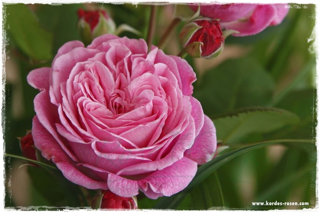 Najpiękniejsze róże rabatowe 0f