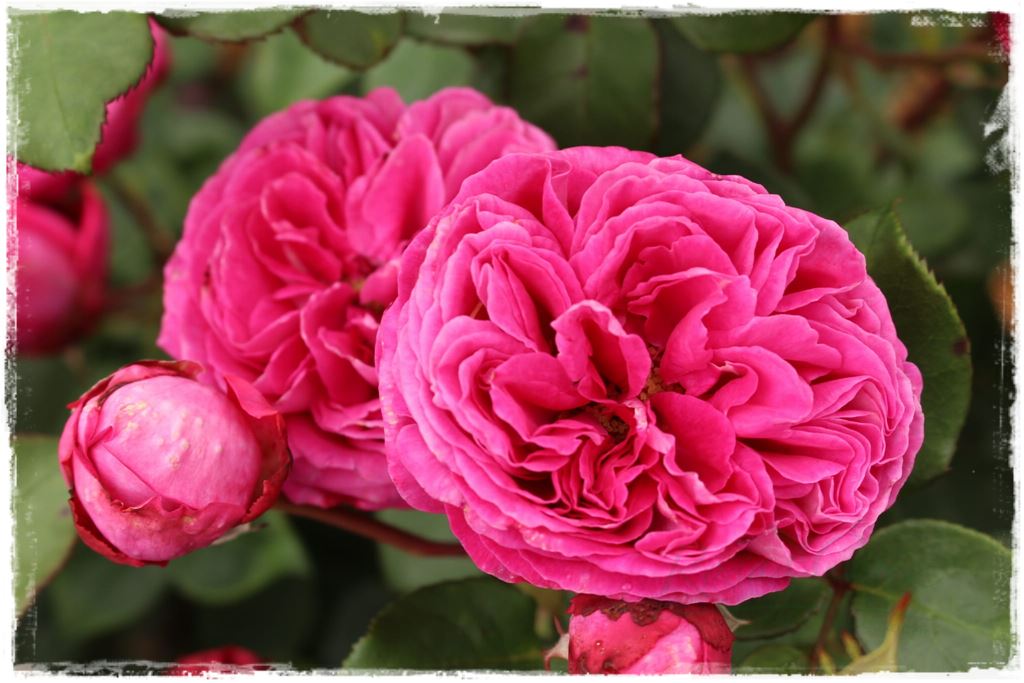 Najpiękniejsze róże rabatowe 0g