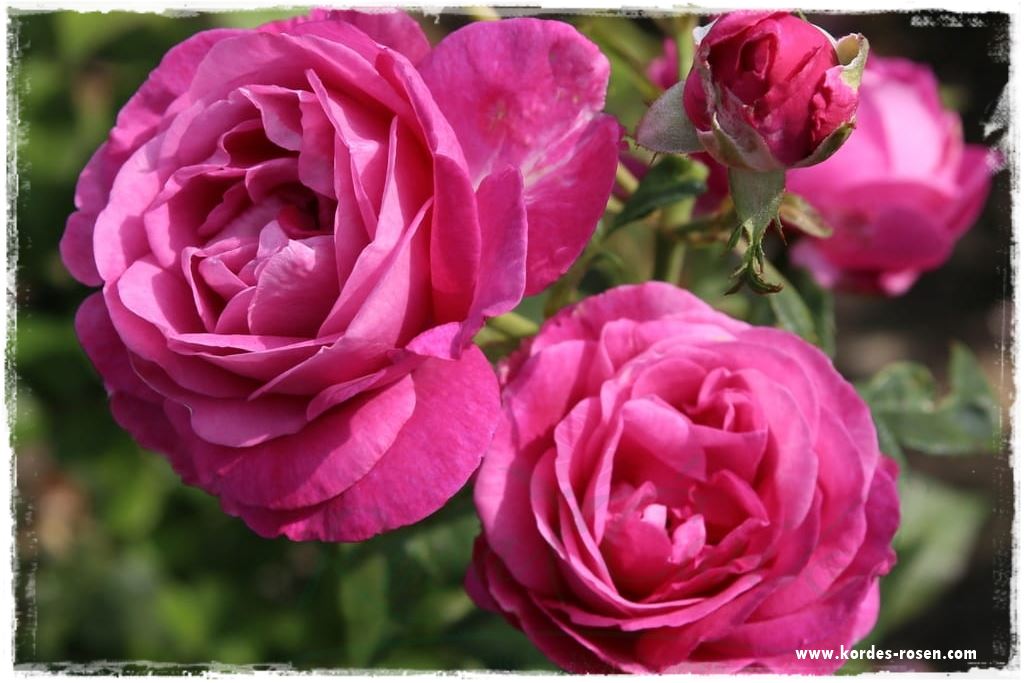 Najpiękniejsze róże rabatowe 0h