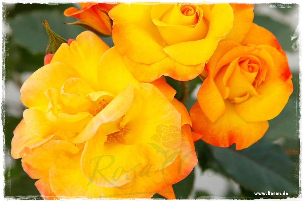 Najpiękniejsze róże rabatowe 1