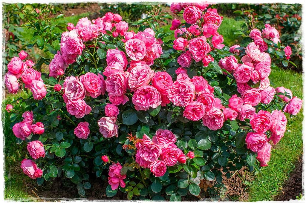 Najpiękniejsze róże rabatowe 10