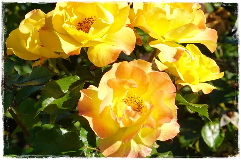 Najpiękniejsze róże rabatowe 1bb