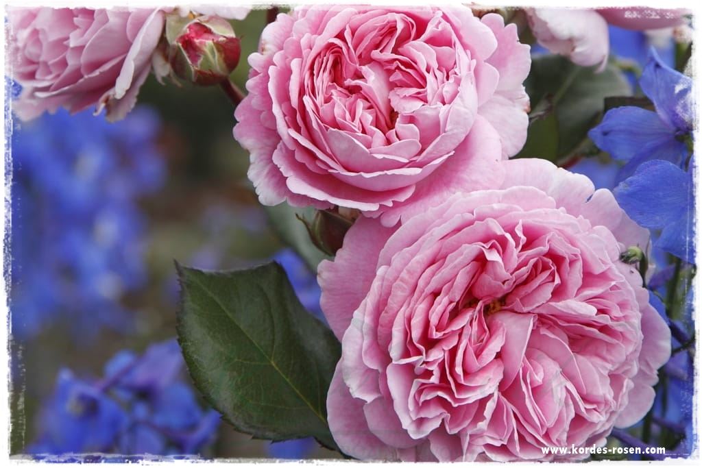 Najpiękniejsze róże rabatowe 2