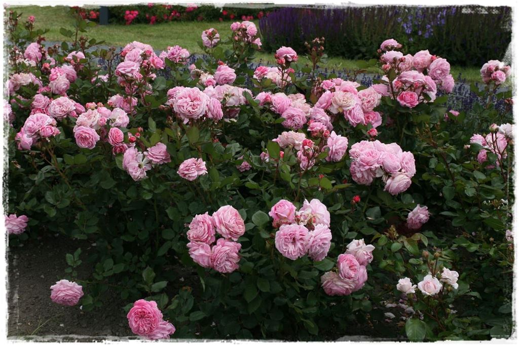 Najpiękniejsze róże rabatowe 2b
