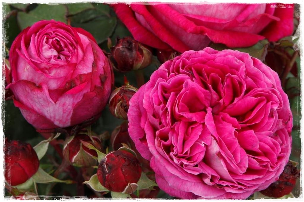 Najpiękniejsze róże rabatowe 3