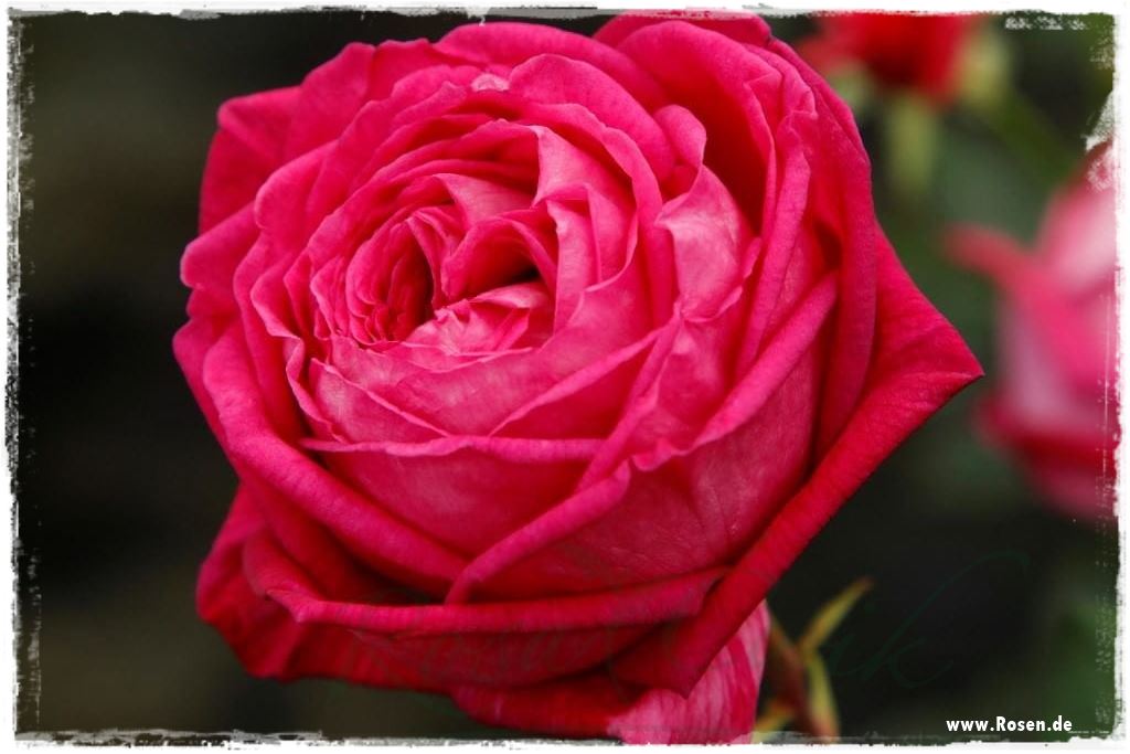 Najpiękniejsze róże rabatowe 3a