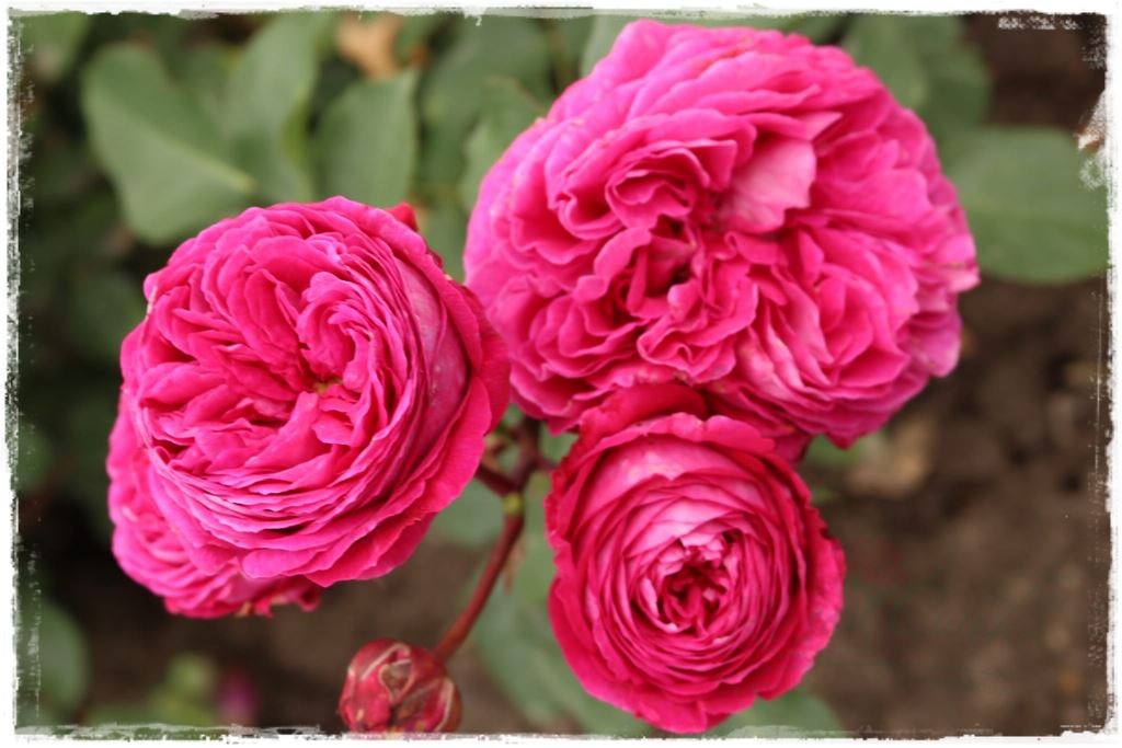 Najpiękniejsze róże rabatowe 3b