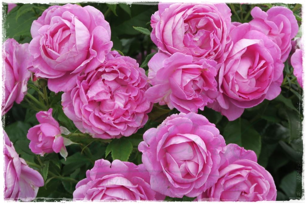 Najpiękniejsze róże rabatowe 4