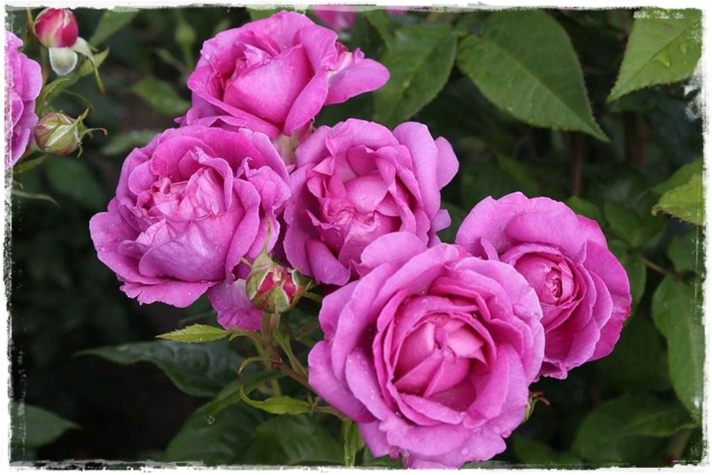 Najpiękniejsze róże rabatowe 4a