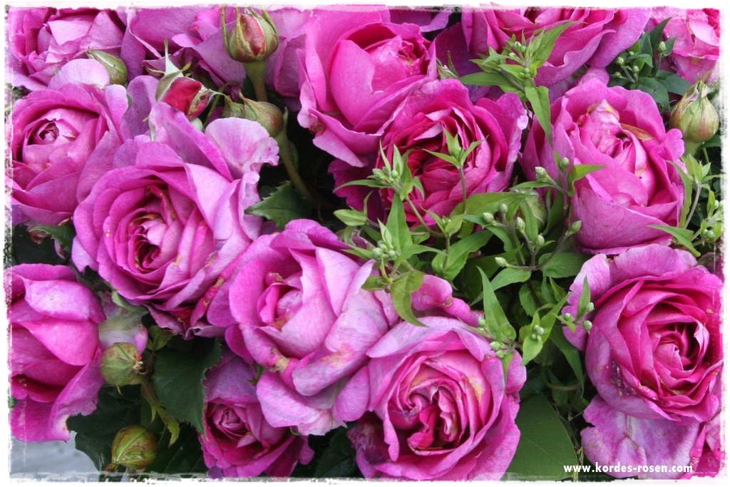Najpiękniejsze róże rabatowe 4b