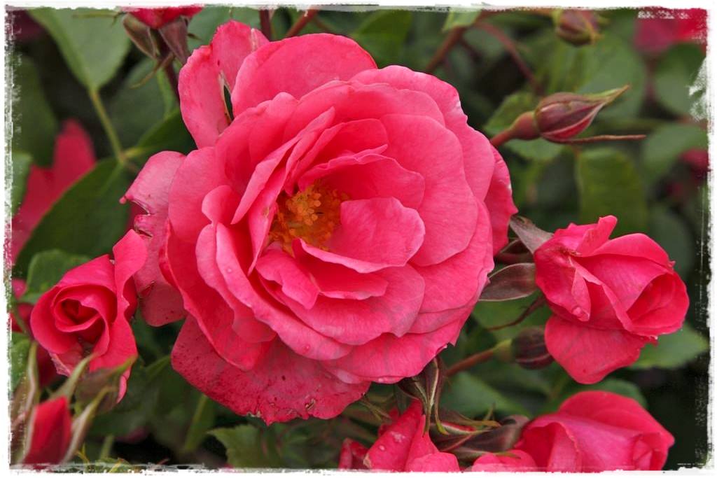 Najpiękniejsze róże rabatowe 5a