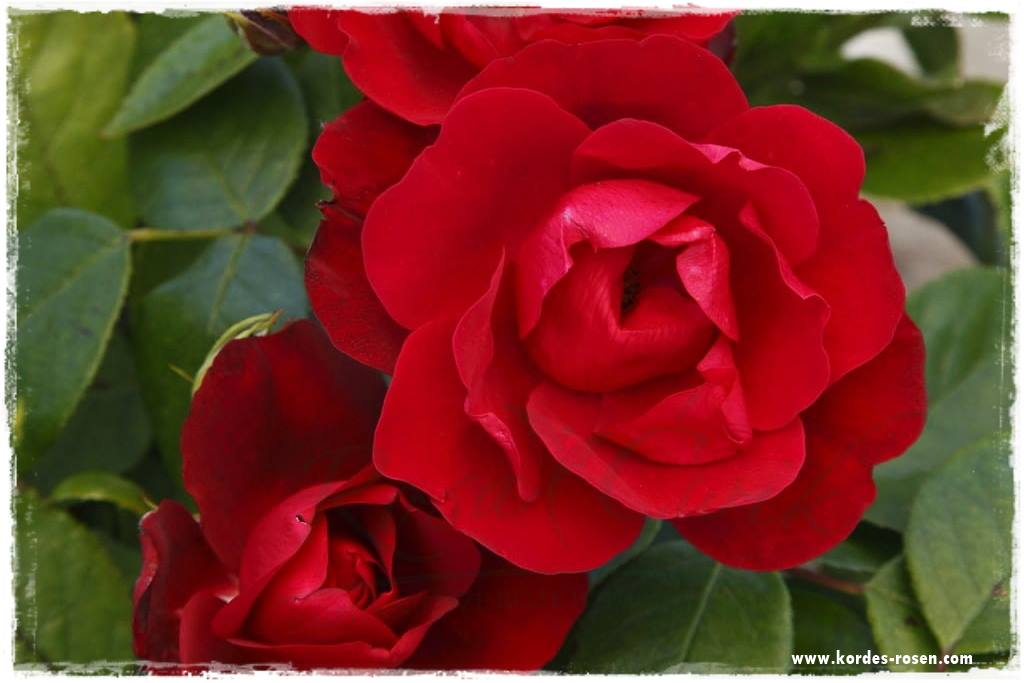 Najpiękniejsze róże rabatowe 6a