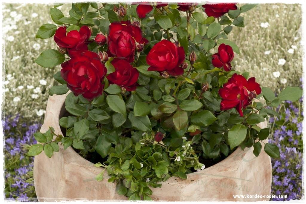 Najpiękniejsze róże rabatowe 6b