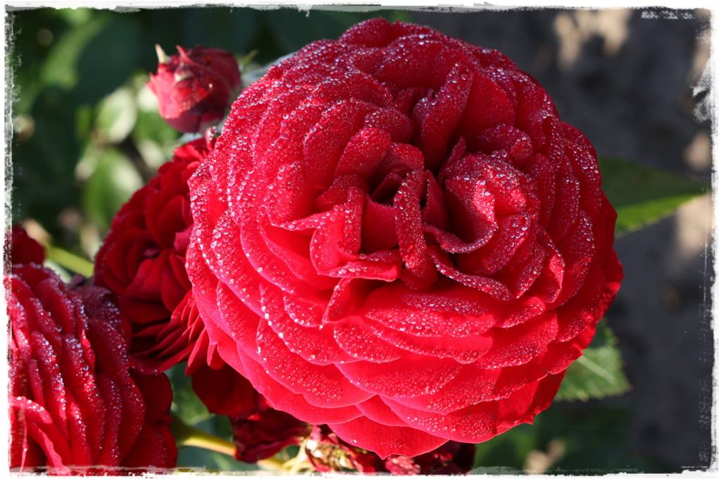Najpiękniejsze róże rabatowe 7