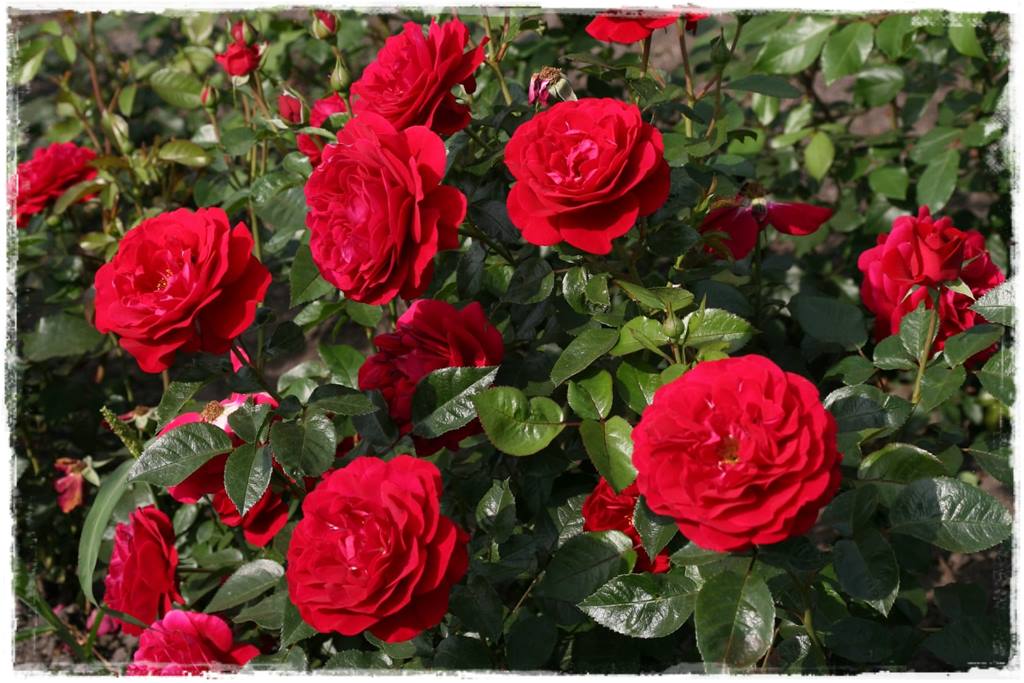 Najpiękniejsze róże rabatowe 7b