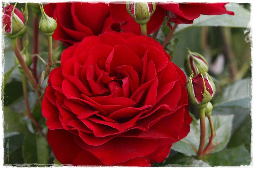 Najpiękniejsze róże rabatowe 7c