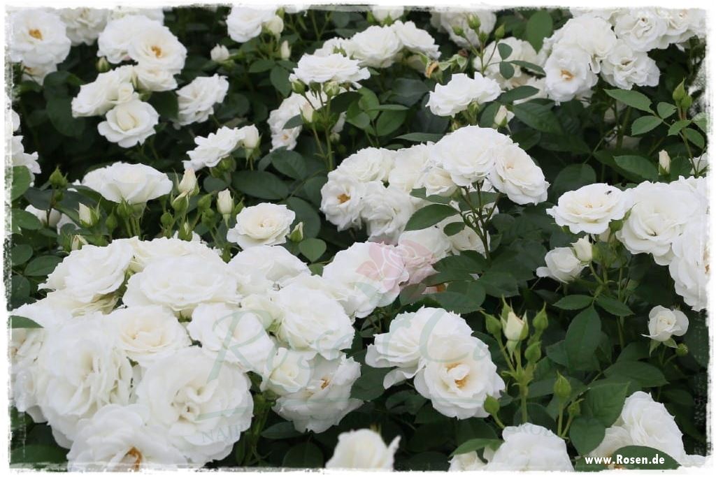 Najpiękniejsze róże rabatowe 8
