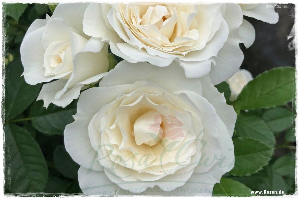 Najpiękniejsze róże rabatowe 8a