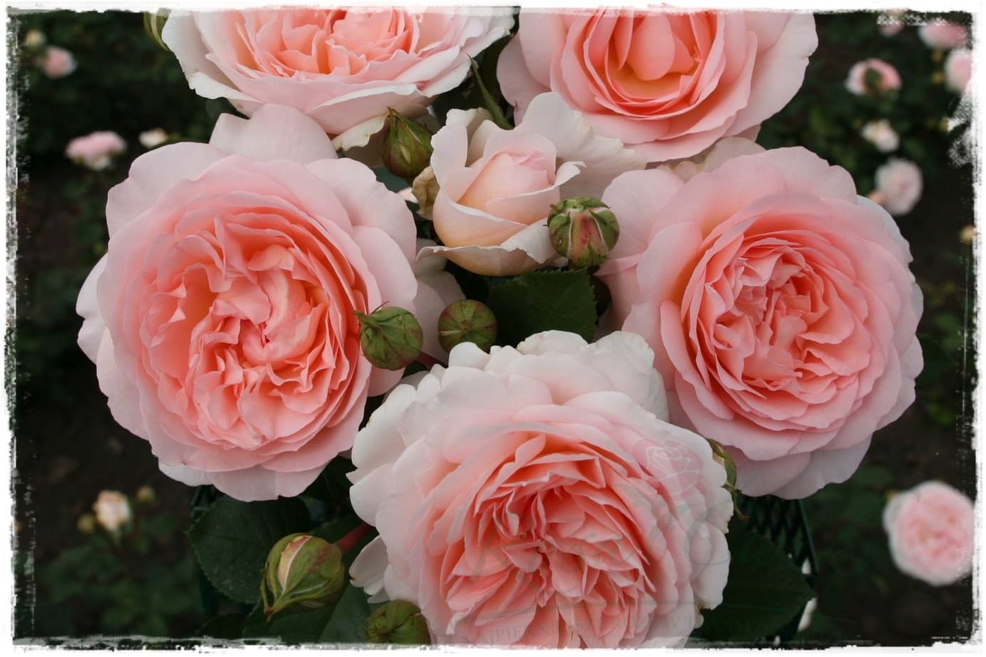 Najpiękniejsze róże rabatowe 9