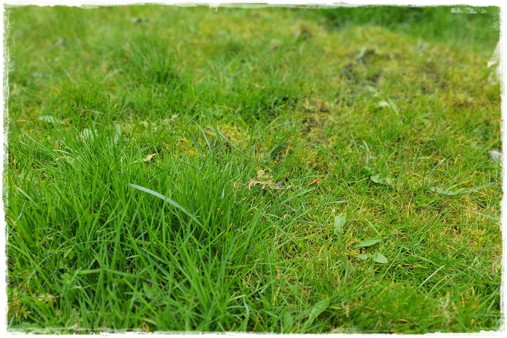 Trawnik na wiosnę 2a