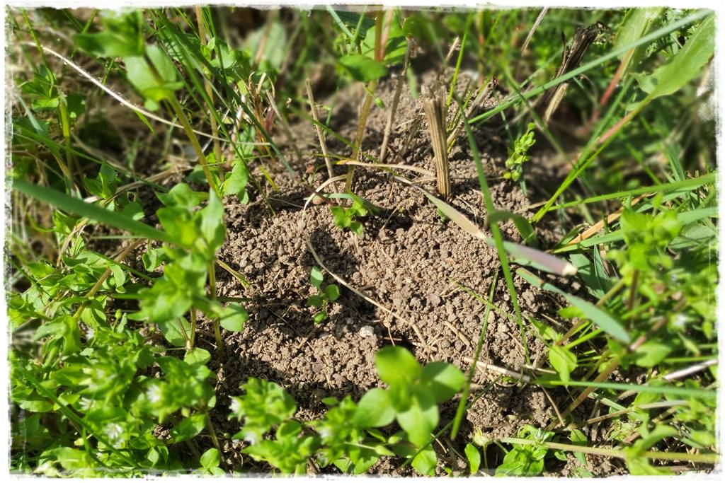 Jak pozbyć się mrówek 2