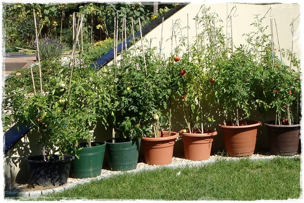 Plan sadzenia warzyw 16