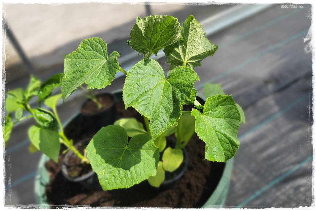 Plan sadzenia warzyw 29
