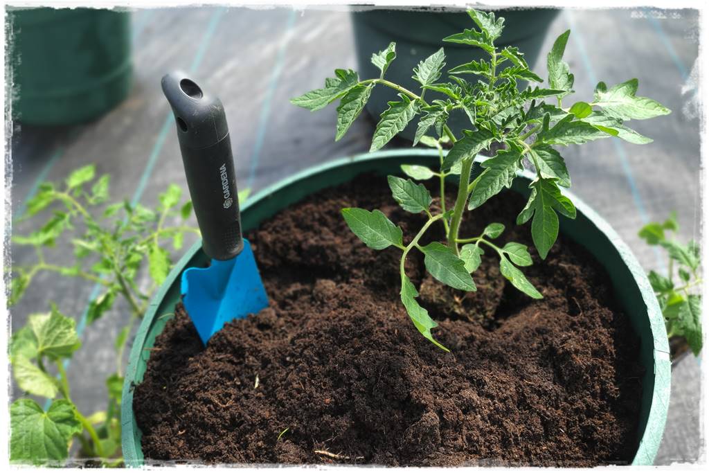 Plan sadzenia warzyw 29b