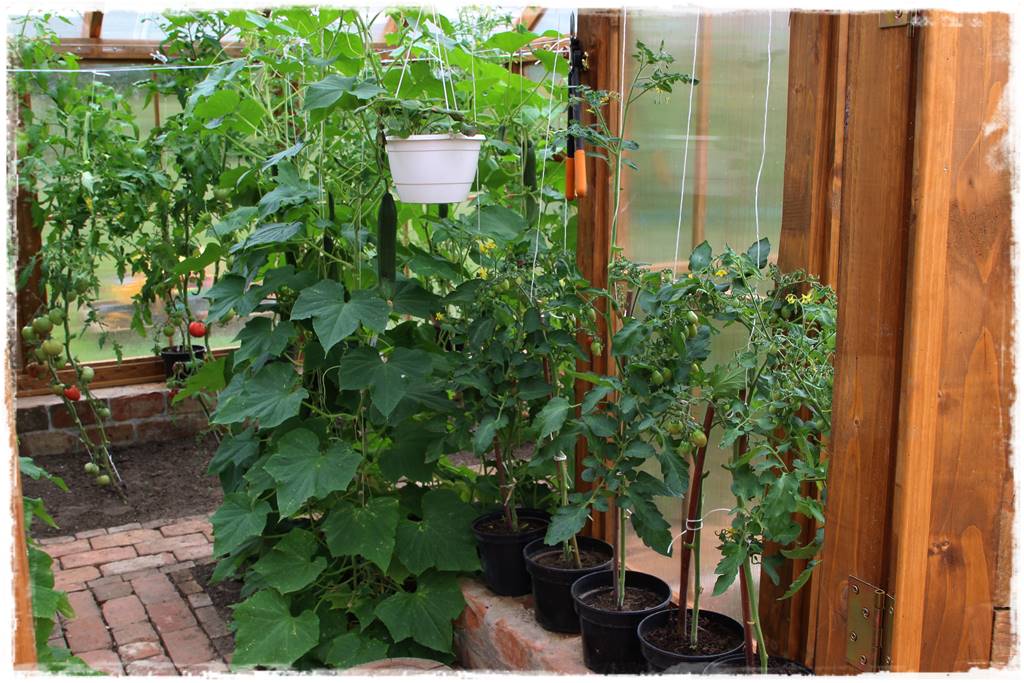 Plan sadzenia warzyw 4