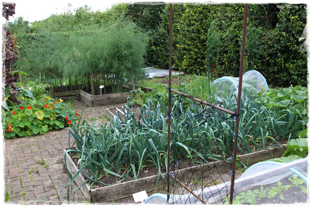 Plan sadzenia warzyw 5